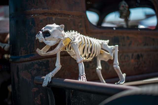 dog skeleton 