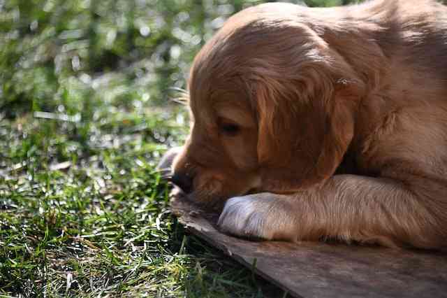 puppy outside