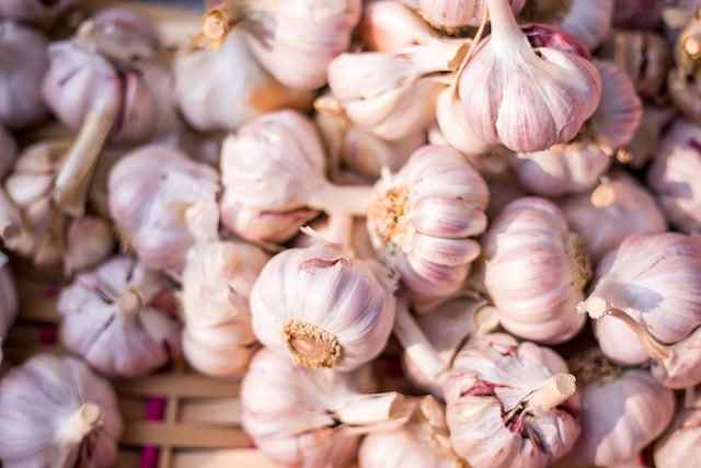 garlic in puppies to help with ticks 