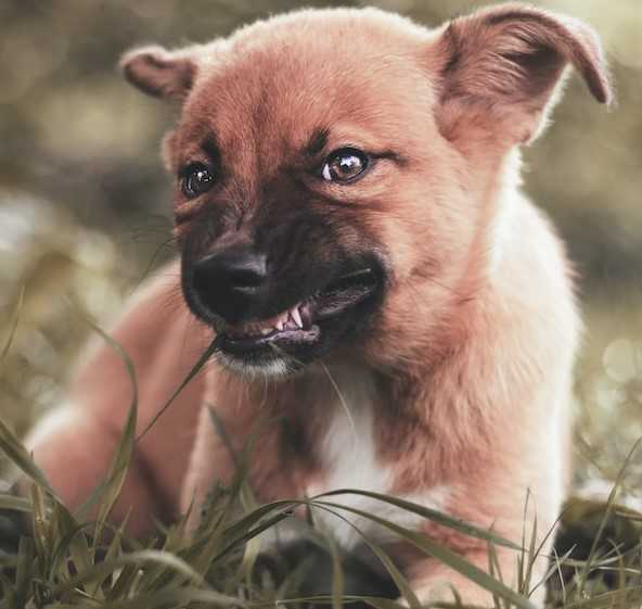 puppy in grass that might have ticks