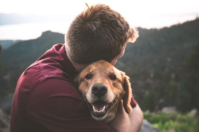 comforting dog with leg pain