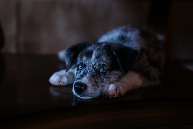 Lifecycle of heartworm in puppies