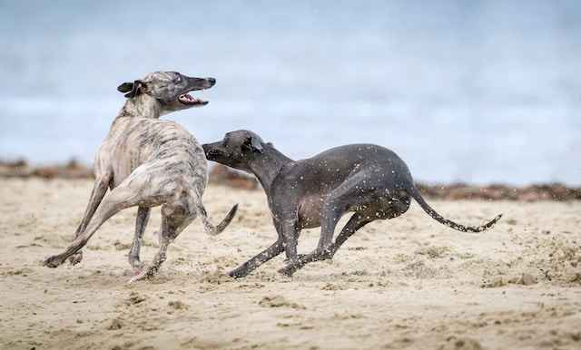 active dog without arthritis in their back legs