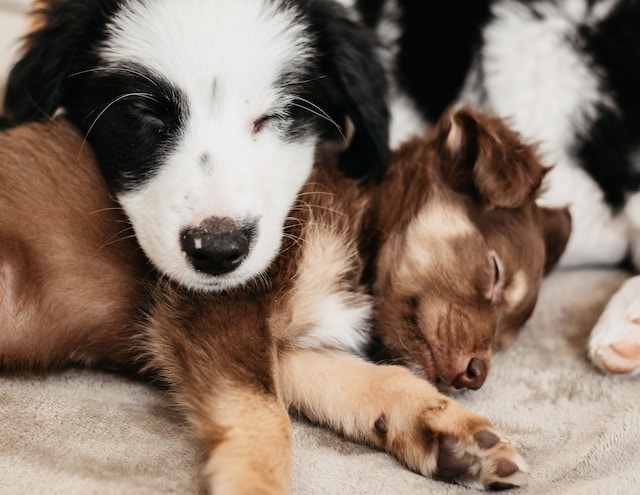 puppies sleeping 