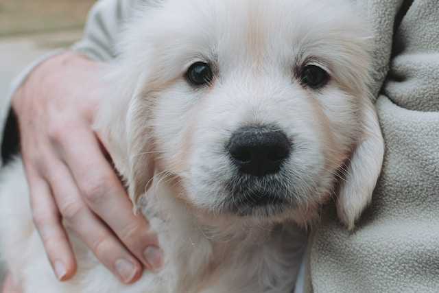 life cycle of hookworm in puppies