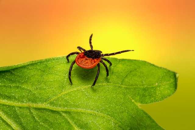 tick from puppy 