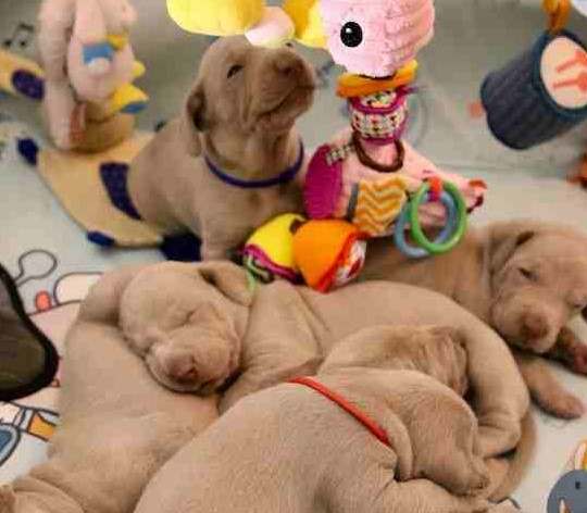 puppy with toys and bed