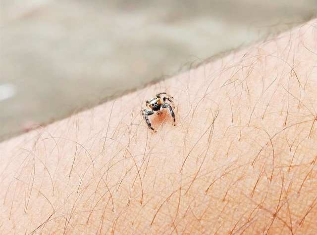 ticks on humans