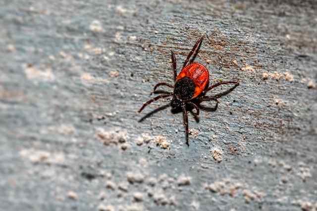 ticks in puppies