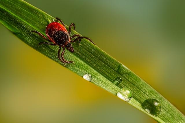 ticks in puppies on grass