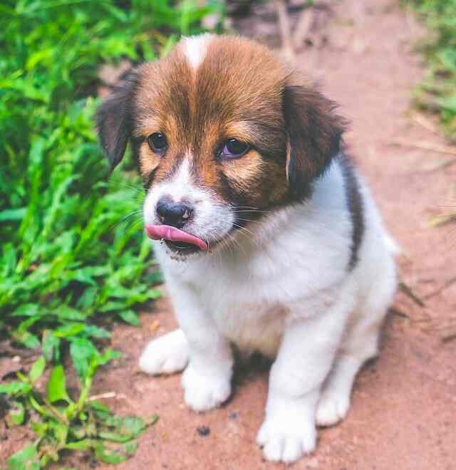 PUPPY Leash 