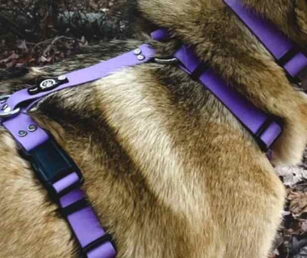 Backwoods Dog harness