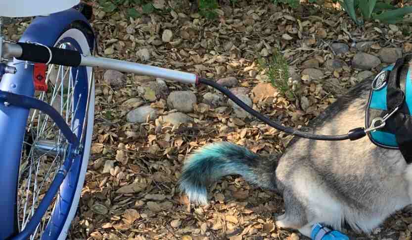 Sherpa Cycle dog bike leash  (1)