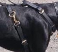 Signature K-9  biothane harness