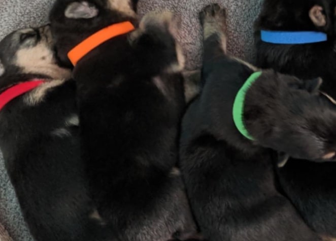 UIUIX newborn puppy collars