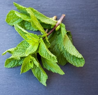 mint for dog bad breath